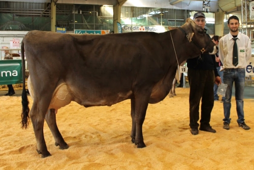 Cate (Pedigree) championne à Tarbes