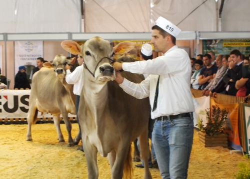 St Flour, Chateau-Gontier et Rennes en concours