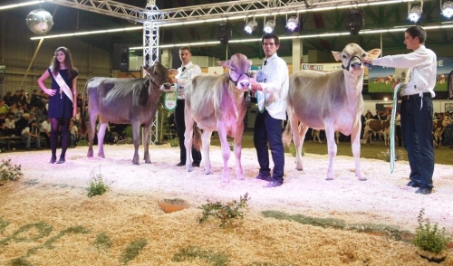 Havana (Cafino) Championne au Show Open Génisses !