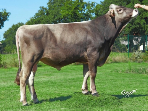 HUGOR FBS et HALIDAY disponibles en sexé !