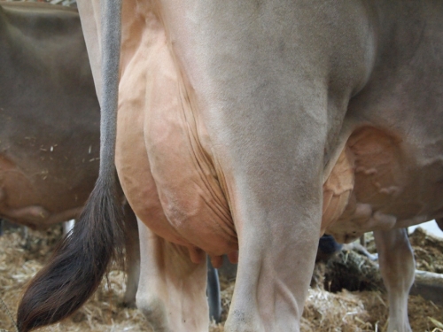 Dordogne (Prince) maintenant EX 93 en Suisse !