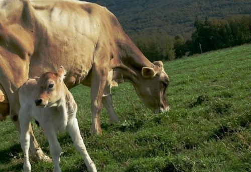 Nouveaux taureaux sexés : HARMONICA et HUXION GNR