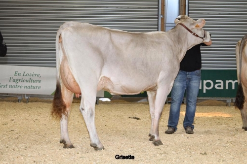Grisette (Talc) Championne des Miss Lozère