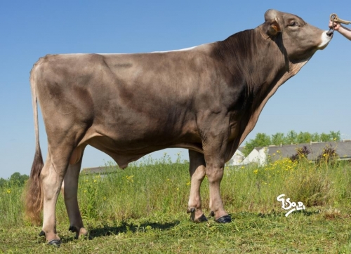 Index Taureaux : nouvelles valeurs, nouveau classement !