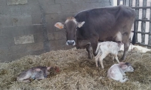 NAISSANCE DE TRIPLEES FEMELLES !