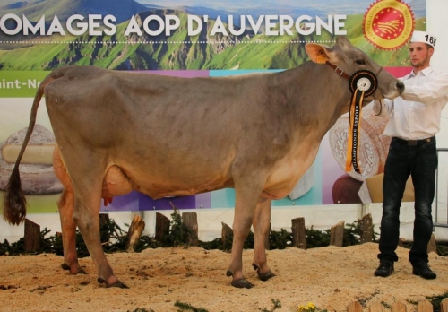 Giroflée (Zaster) Miss Cantal 2015 !