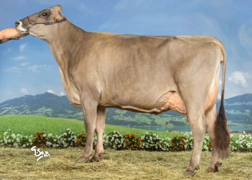 Nouvelle gamme taureaux BGS 2015-2016