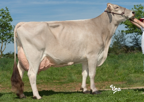 Les meilleures vaches en ISU