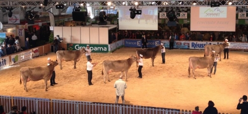 Les vaches en lice pour le Sommet
