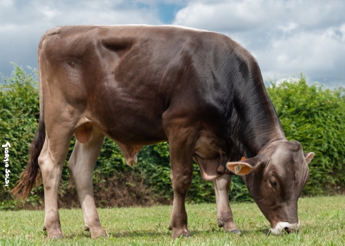 Gamme taureaux BGS – septembre 2020