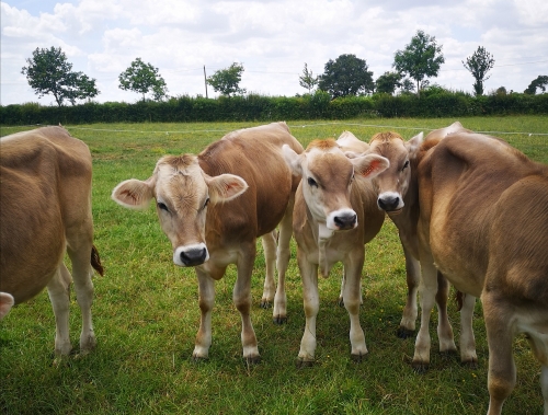 Vente Brune Ouest 2020 annulée, mais des lots à vendre !