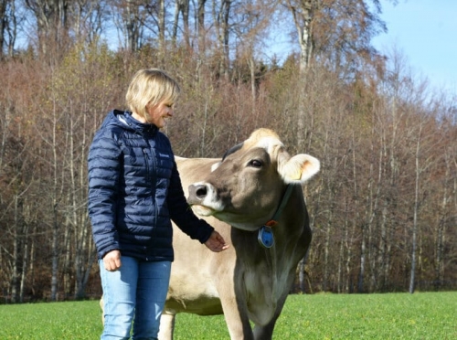Les taureaux français sont appréciés en Suisse