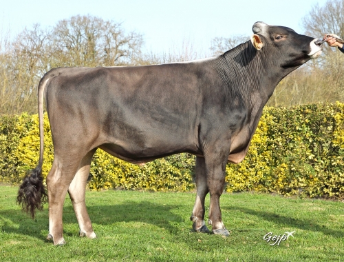 Nouvelle gamme taureaux BGS 2022-2023