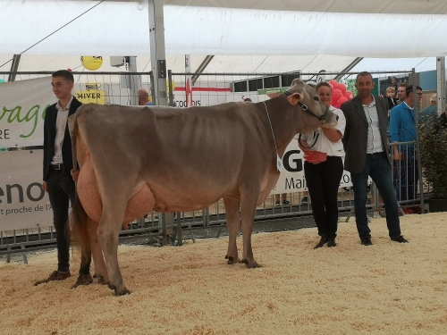 LBB LALICE championne pour la reprise du Festi’élevage dans le Maine et Loire