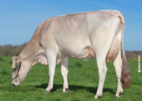 Vente Genomic Elite SPACE 2022 : une nouvelle souche qui combine concours et index pour cette fille d’OPTIMAL