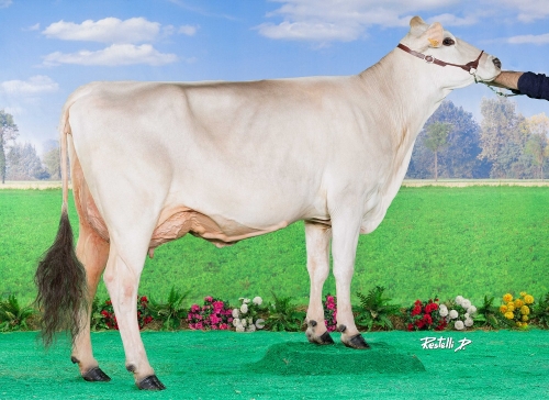 RISMAELLE (Naturel) sacrée MISS BGS 2023