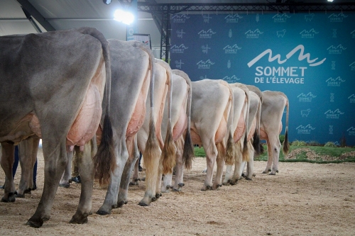 CONCOURS NATIONAL – Vaches présentes