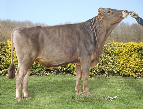 Nouvelle gamme taureaux 2024-2025