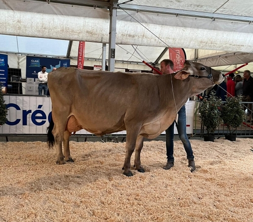 JASMINE, dauphine vache de l’année 2024 s’impose à Chemillé !