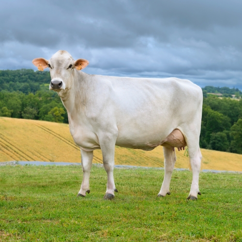 Nouvelle gamme taureaux 2025-2026