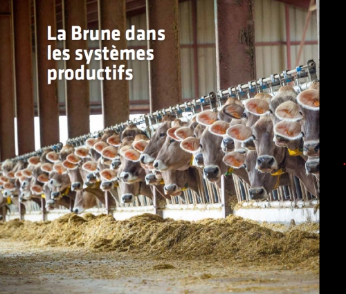 Dossier La Brune dans les systèmes productifs