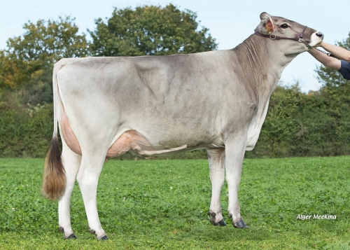 Vente de l’Orne 2025 : une CHAMPAGNE à 197 d’ISU souche Suisse ZEA EX 94 et des embryons de TORNERO P sexé x JURI x LBB LALICE EX 93
