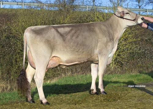 VERTIGE PP le premier taureau homozygote sans corne issu du programme BGS