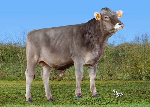 Les nouveaux index taureaux sont disponibles